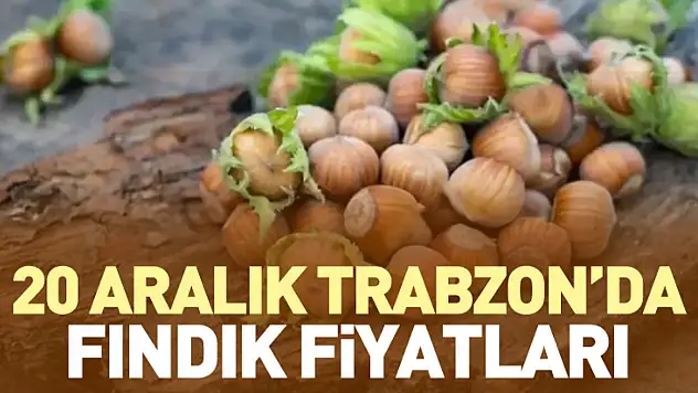 20 Aralık Trabzon Fındık Fiyatları | Hafta Ortasında Güçlü Seviye