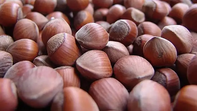 2025 fındık alım fiyatları belli oldu