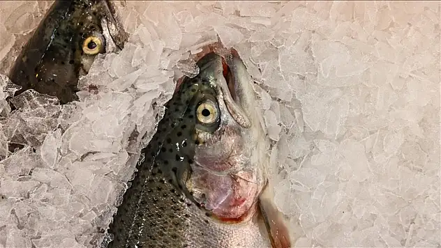 2025'te 520 Milyonluk Türk somonu ihracatı gerçekleşti