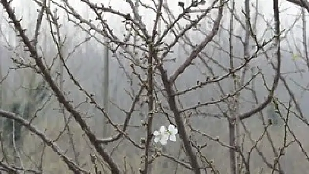 Yalancı bahar erik ağaçlarına çiçek açtırdı