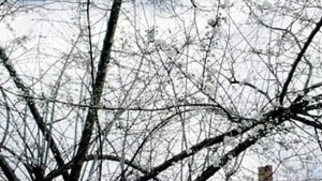 Mevsimi şaşırınca Erikler çiçek açtı…