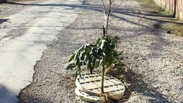 Yakında ağaç dikecekler