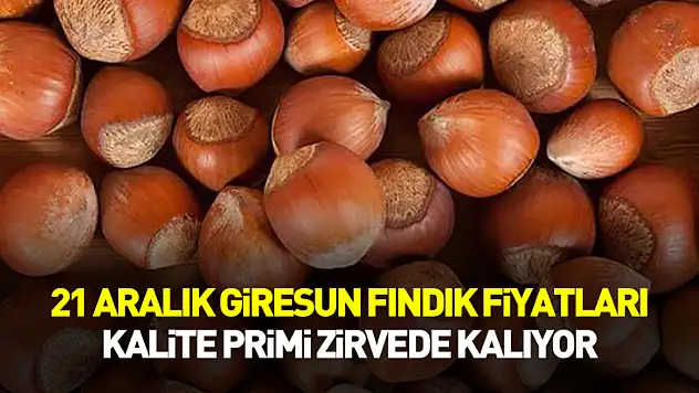 21 Aralık Giresun Fındık Fiyatları | Kalite Primi Zirvede Kalıyor