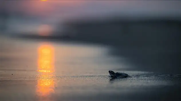 210 bin kaplumbağa yavrusu denizle buluştu