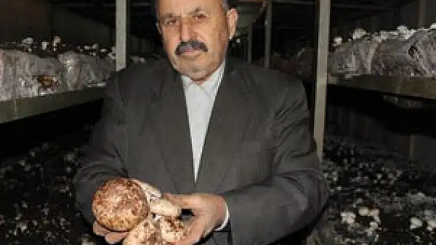 Kültür, İstiridye mantarı derken sıra kestane mantarında