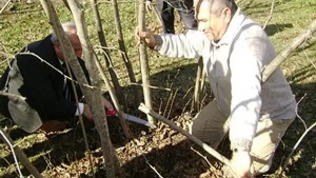  Fındıkta Gübreleme Ve Budama Teknikleri