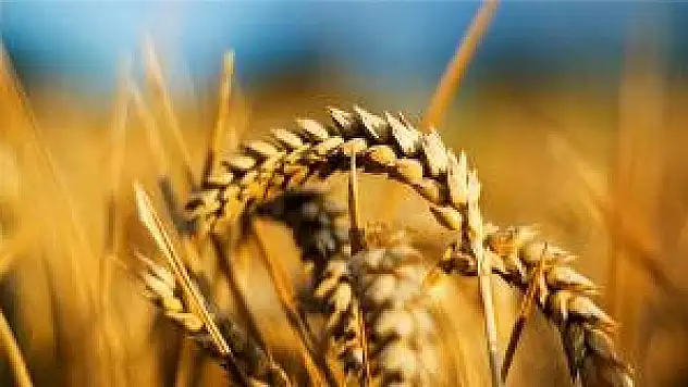 Mevsimler değişti, buğdaylar başak verdi