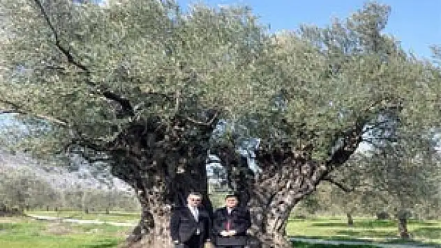 1650 YAŞINDAKİ ZEYTİN AĞACI 'ANIT AĞAÇ' OLARAK TESCİL EDİLDİ