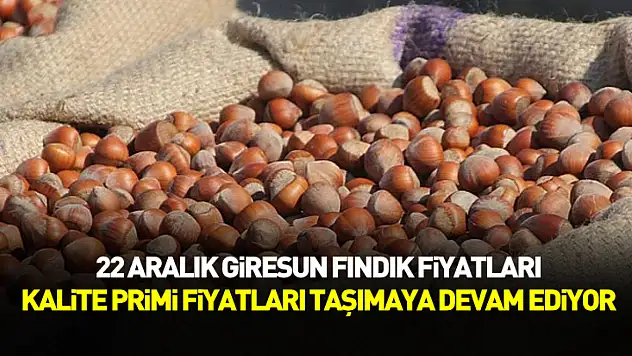 22 Aralık Giresun Fındık Fiyatları | Kalite Primi Fiyatları Taşımaya Devam Ediyor