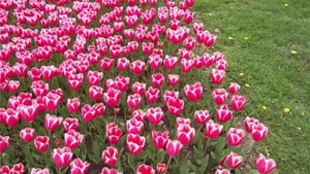 Çarşamba'da lale devri yaşanıyor