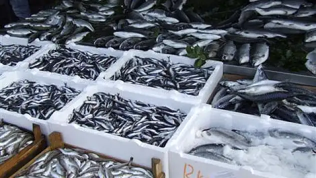 Karadeniz'de istavrit bereketi