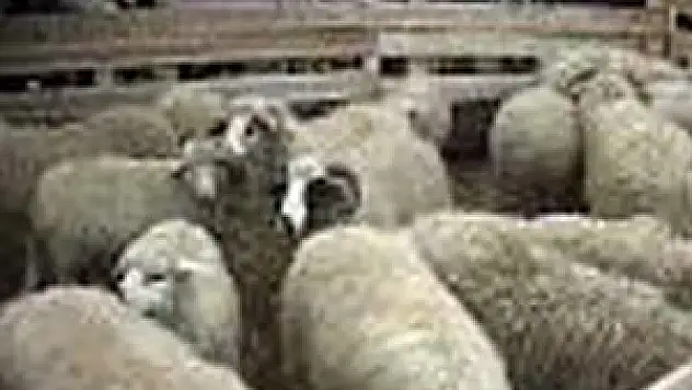 4 bin baş küçük hayvan ele geçirildi