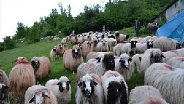 ÇOBANLARIN YAYLA YOLCULUĞU BAŞLADI