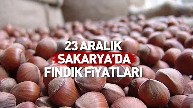 23 Aralık Sakarya Fındık Fiyatları | Marmara Etkisi Piyasaya Yön Veriyor