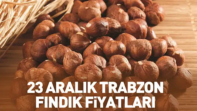 23 Aralık Trabzon Fındık Fiyatları | Sahil İlçeleri Öne Çıkıyor