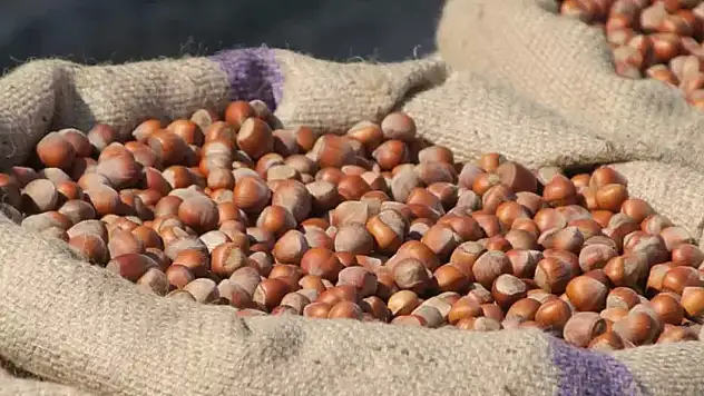 23 Ekim Güncel fındık fiyatları