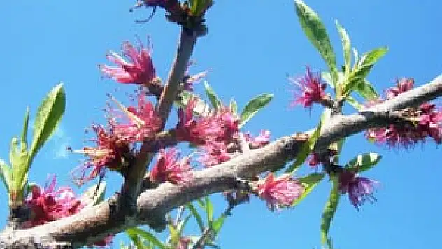 Şeftali Filiz Güvesi İçin İlaçlı Mücadele Zamanı