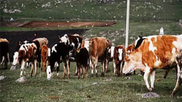 Büyükbaş hayvan sayısı 14 milyon