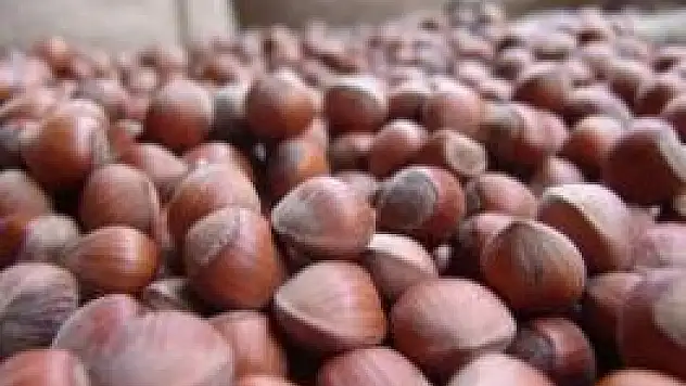 Dolu Fındığı Vurdu