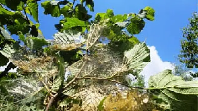 Amerikan Beyaz Kelebeği İle Mücadele Zamanı