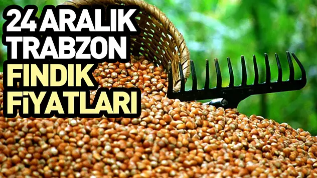 24 Aralık Trabzon Fındık Fiyatları
