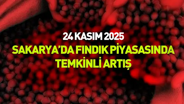 24 Kasım 2025 – Sakarya'da Fındık Piyasasında Temkinli Artış | Güncel Fiyatlar ve Analiz