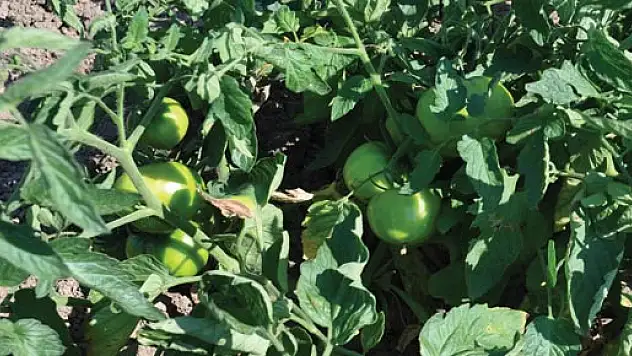  DOMATES VE BİBER ÜRETİCİSİ GÜN SAYIYOR