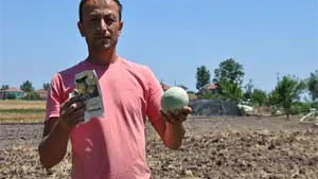 KAVUN EKTİLER KABAK ÇIKTI