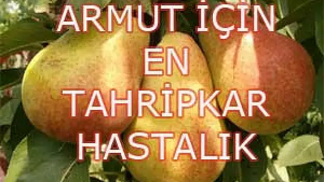 ARMUT İÇİN EN TAHRİPKAR HASTALIK