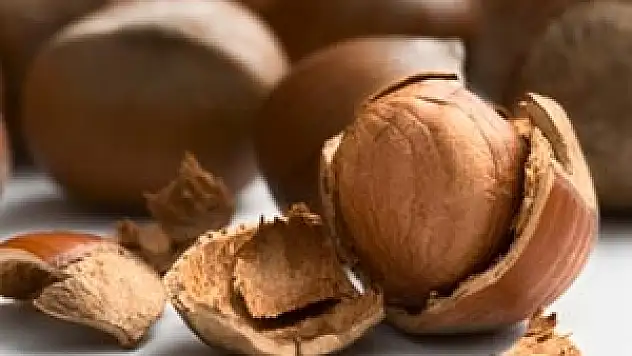 Fındıkta Kuraklık Riski