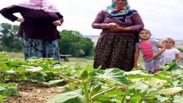  SAMSUN'DA BAMYA HASADI