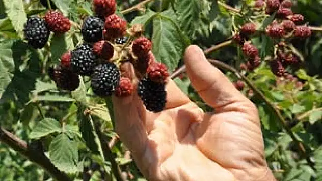 BAFRA'DA ORGANİK BÖĞÜRTLEN ÜRETİMİ