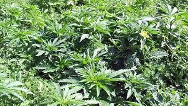 Çarşamba'da Hint Keneviri ele geçirildi