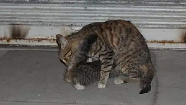 GECE YARISI YAVRU KEDİ OPERASYONU