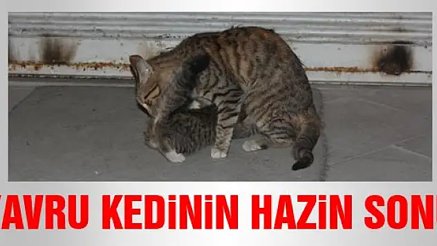 Yavru Kedinin Üzücü Sonu