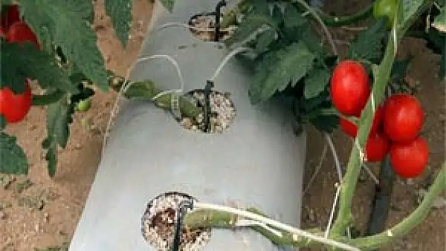 Domates topraksız yetişir mi?