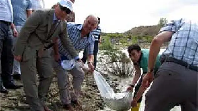 BOYABAT'TA GÖLETLERE 60 BİN SAZAN YAVRUSU BIRAKILDI