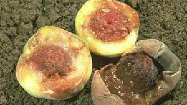  AKDENİZ MEYVE SİNEĞİNE DİKKAT