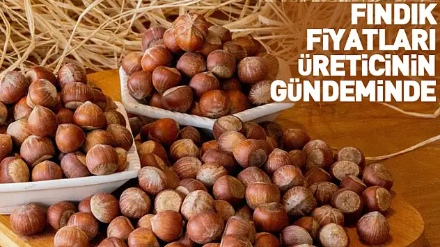 25 Ocak Zonguldak'ta Fındık Fiyatları: Zonguldak'ta Fındık Fiyatları Üreticinin Gündeminde