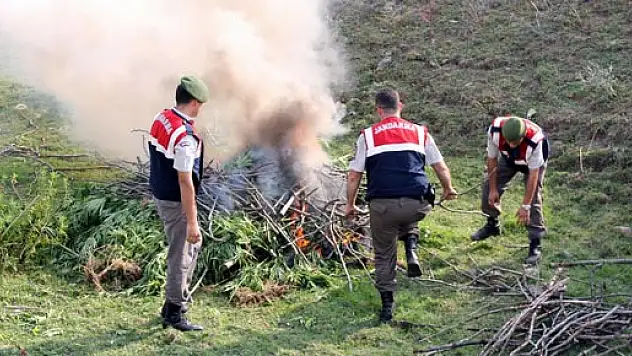 Çarşamba'da Esrar Operasyonu