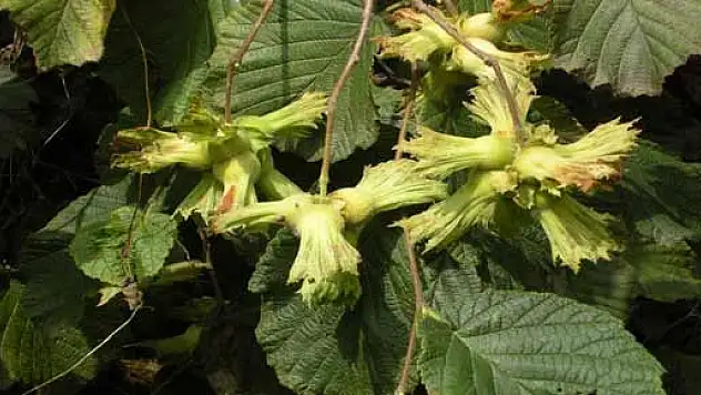  FINDIK HASADI BAŞLADI