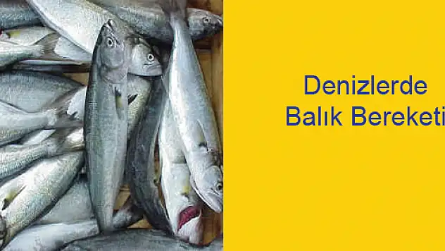 Denizlerde Balık Bereketi