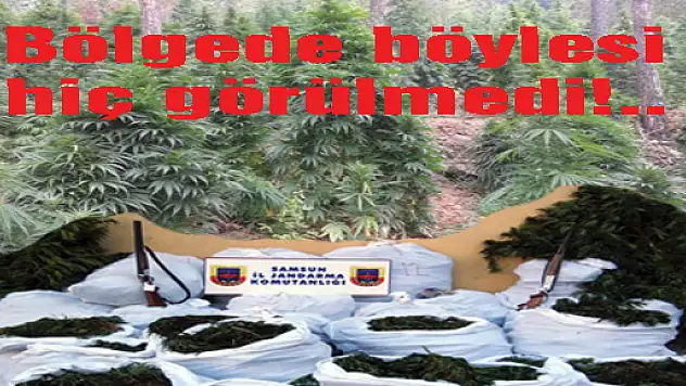 Şimdiye kadar böyle hint keneviri ve esrar hiç yakalanmadı!...