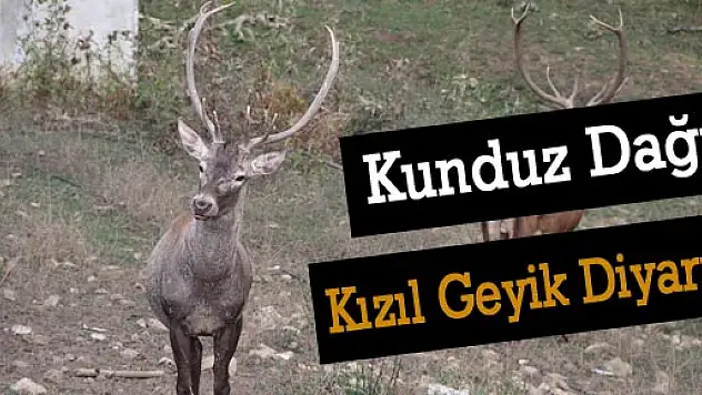 Kunduz Dağı, Kızıl Geyik Diyarı