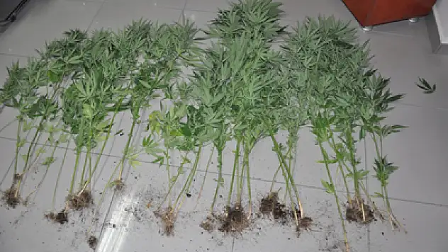 BAFRA'DA 41 KÖK HİNT KENEVİRİ ELE GEÇİRİLDİ