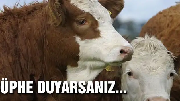 Kurbanlık hayvanlardan şüphe duyarsanız pasaportunu isteyin