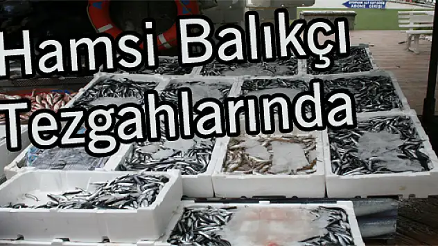 Hamsi Balıkçı Tezgahlarında 
