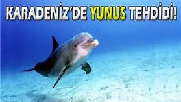 Karadeniz'de Yunus Balığı tehdidi