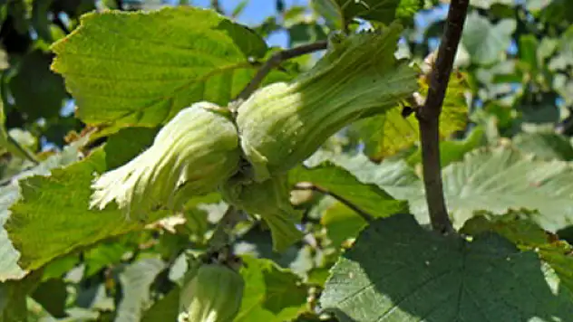 2013 Yılı Organik Tarım Desteklemeleri Ödenmeye Devam Ediyor
