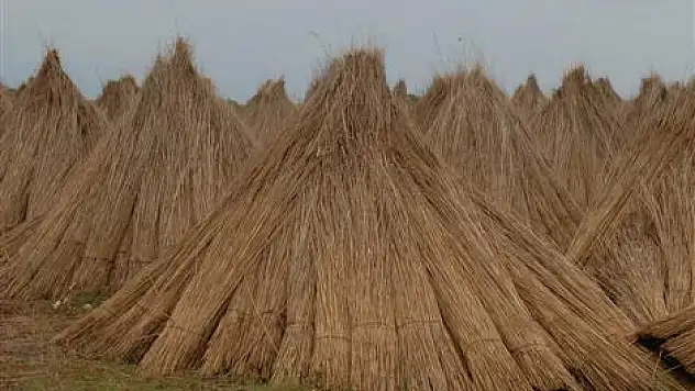Kızılırmak deltasın'da saz kesimi
